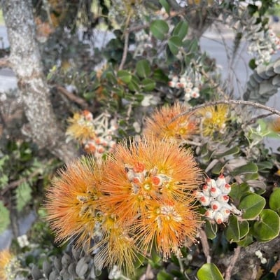 Metrosideros polymorpha — flower