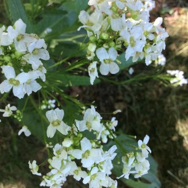 Armoracia rusticana — flower
