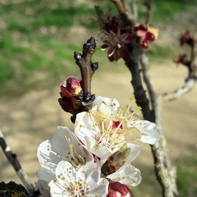 Prunus armeniaca — flower