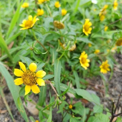 Bidens cernua — flower