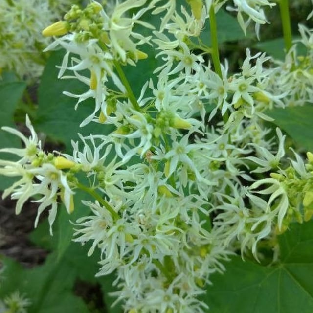 Echinocystis lobata — flower