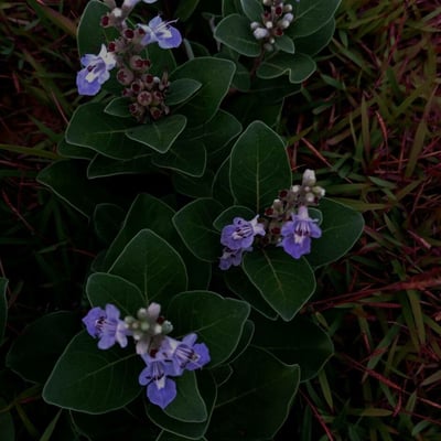Vitex trifolia — flower