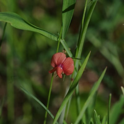 Lathyrus sphaericus — flower
