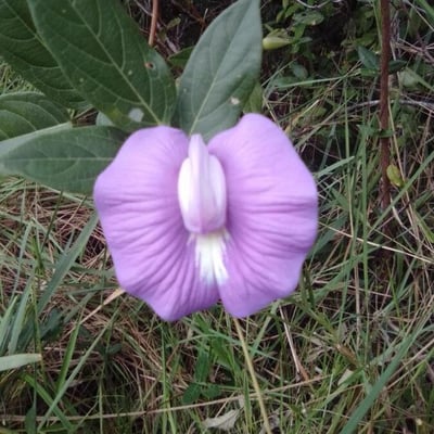 Centrosema virginianum — flower