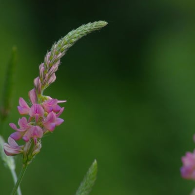 Onobrychis viciifolia — flower