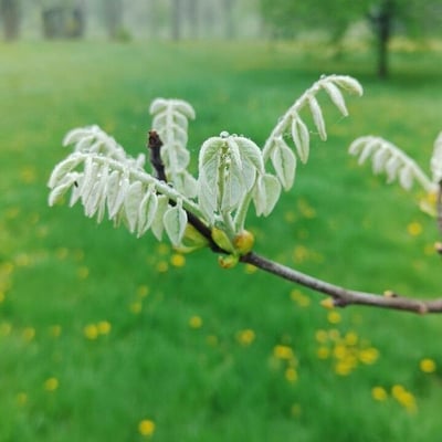 Maackia amurensis — flower