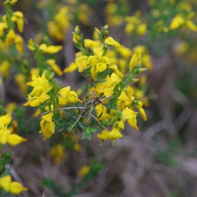 Genista anglica — flower