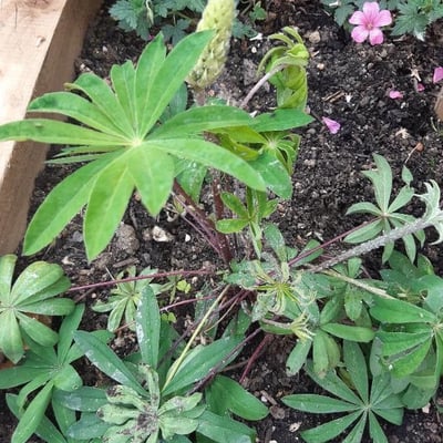 Lupinus arboreus — flower