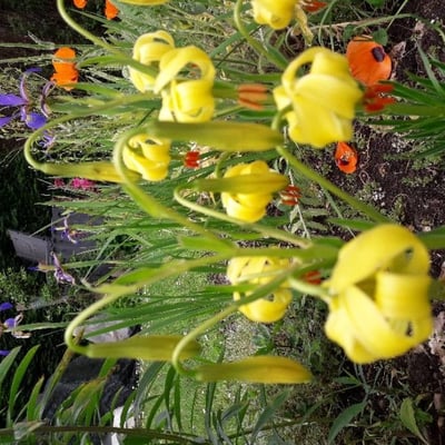 Lilium pyrenaicum — flower