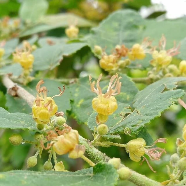 Guazuma ulmifolia — flower