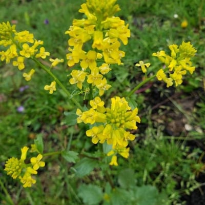 Barbarea orthoceras — flower