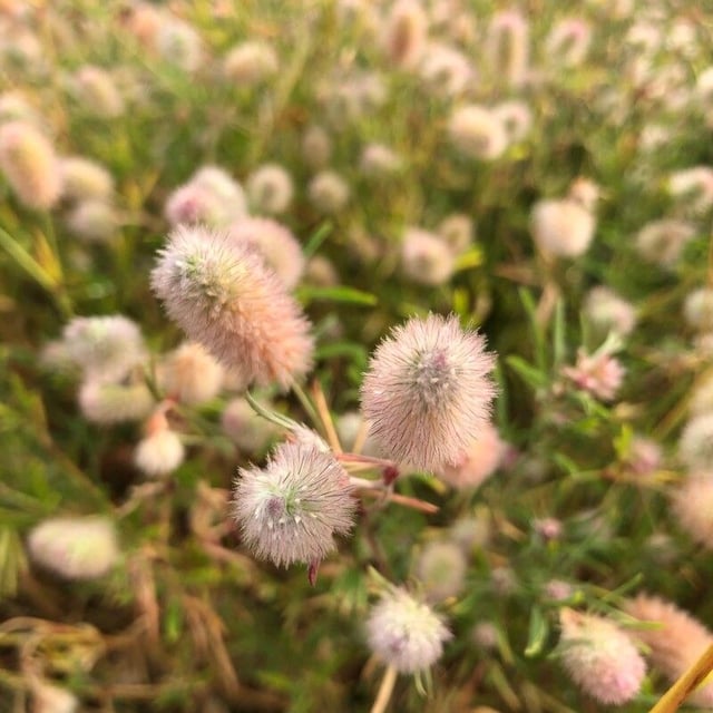 Trifolium arvense — flower
