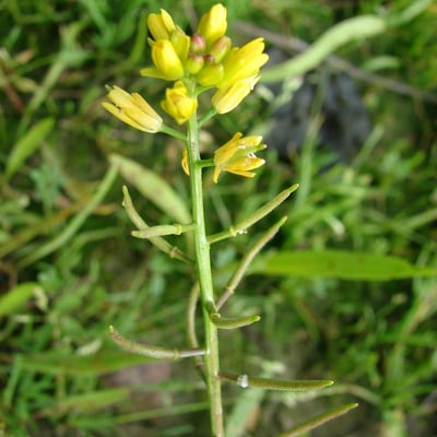Sisymbrella aspera — flower