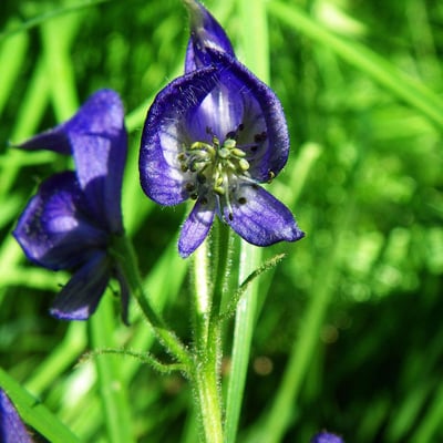 Aconitum columbianum — flower