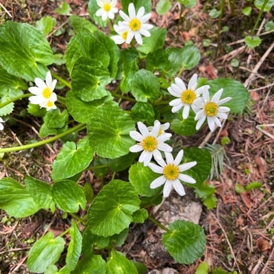 Caltha leptosepala — flower