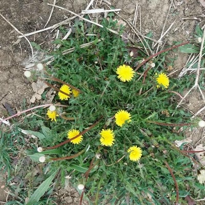 Taraxacum erythrospermum — flower