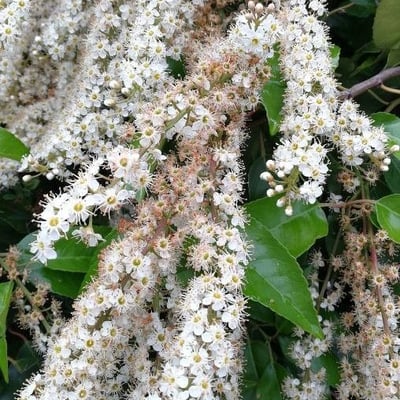 Prunus lusitanica — flower