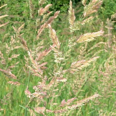 Agrostis gigantea — flower