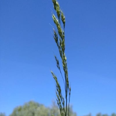 Festuca heterophylla — flower