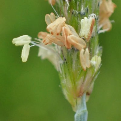 Alopecurus geniculatus — flower