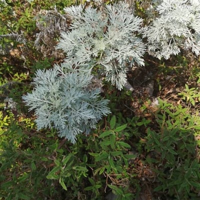 Artemisia alba — flower