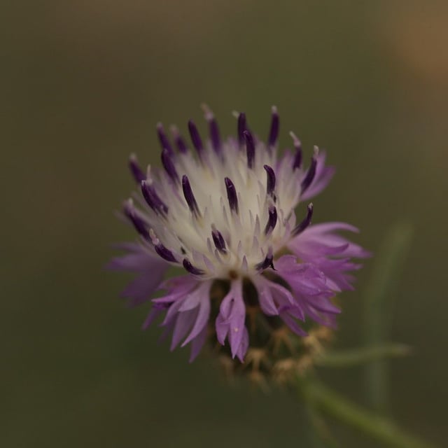 Centaurea aspera — flower