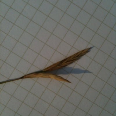 Brachypodium retusum — flower