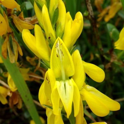 Genista tinctoria — flower