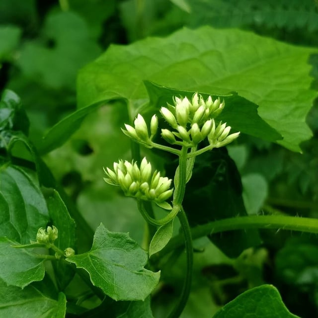 Mikania micrantha — flower