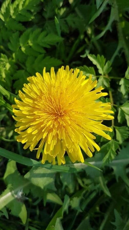 Taraxacum campylodes