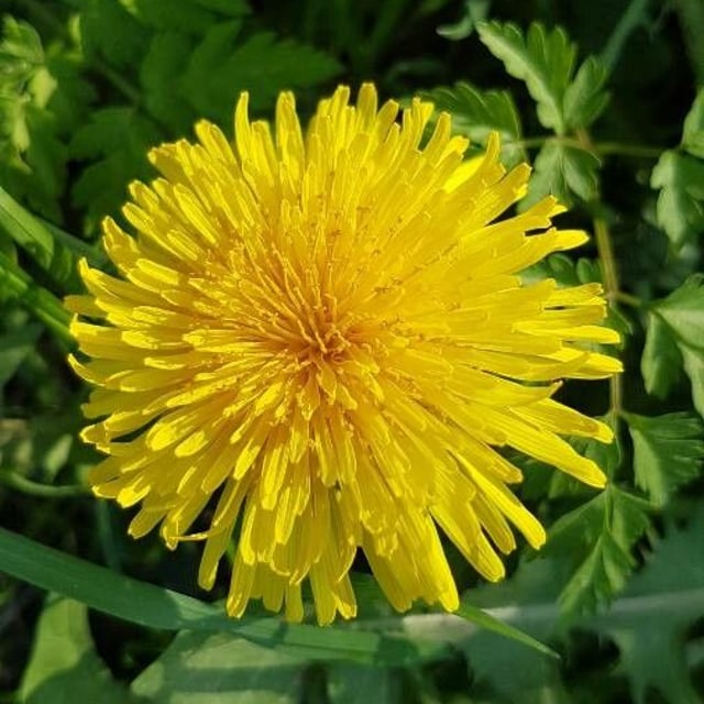 Taraxacum campylodes — flower
