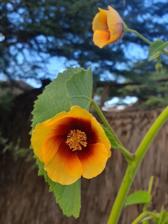 Florida keys indian mallow