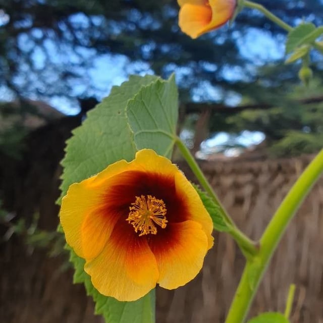 Florida keys indian mallow