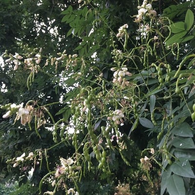 Styphnolobium japonicum — flower