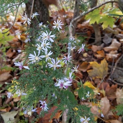 Eurybia macrophylla — flower