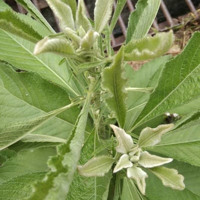Blumea balsamifera — leaf