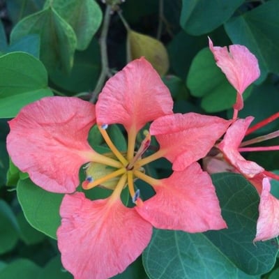 Bauhinia galpinii — flower