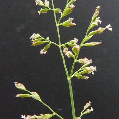 Poa compressa — flower