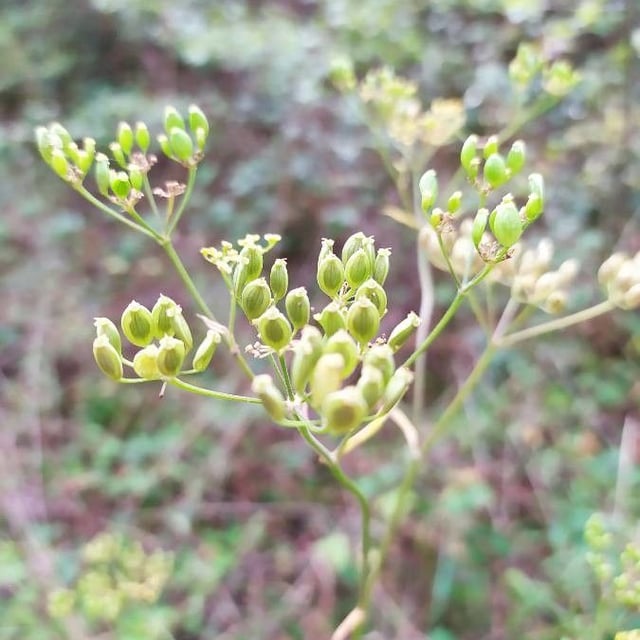 Bupleurum rigidum — flower
