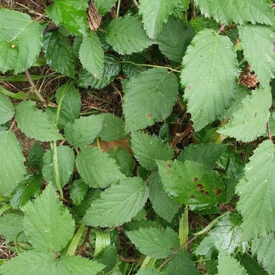 Rubus elegantispinosus — flower