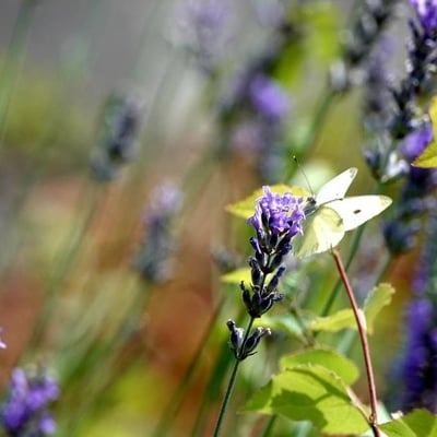 Lavandula latifolia — flower