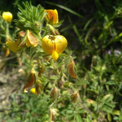 Ononis natrix — flower