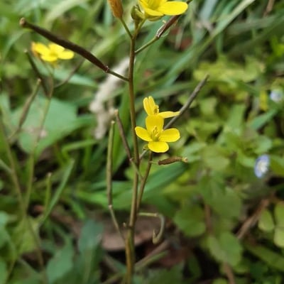 Diplotaxis muralis — flower