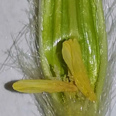 Avena sterilis — flower