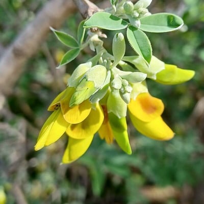 Anagyris foetida — flower