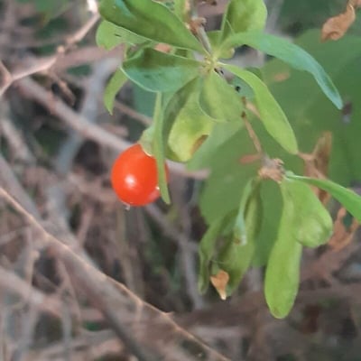 Lycium ferocissimum — flower