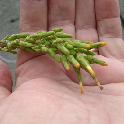 Lactuca canadensis — flower