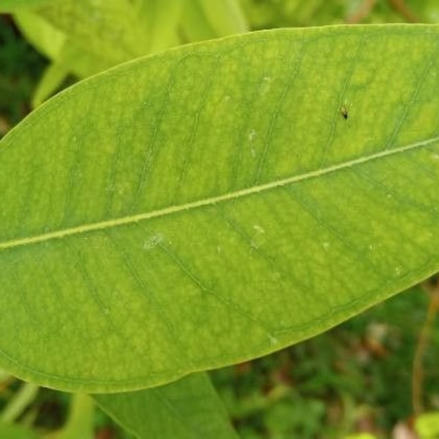 Eucalyptus obliqua — leaf