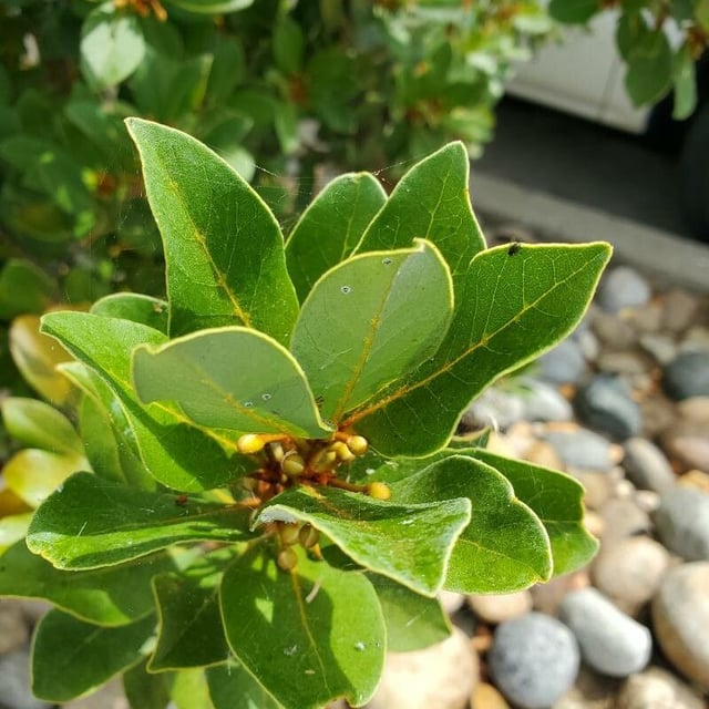 Laurus azorica — flower