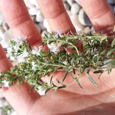 Thymus zygis — flower